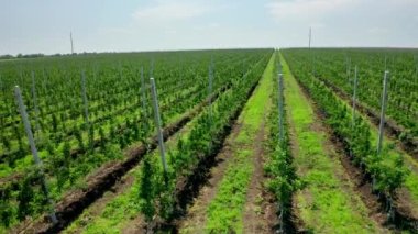 Kuş bakışı bir meyve ağacı dikmek. Bitki fidanlığındaki meyve ağaçlarının taze tohumları. Havadan çekilen video. Yan görünüm