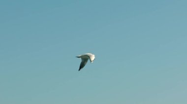 The seagull flies in the blue sky. Wild seabird flies high in the sky. Blue sky, seagulls fly in it. The concept of freedom. Seagull named Jonathan Livingston