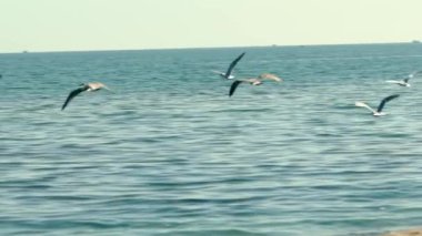 Seagulls fly in a cloudless sky against the background of the sea. Wild birds living in their natural environment