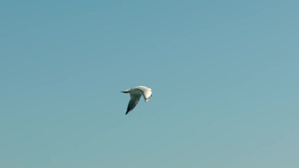 Seagull Flies Blue Sky Wild Seabird Flies High Sky Blue — Wideo stockowe