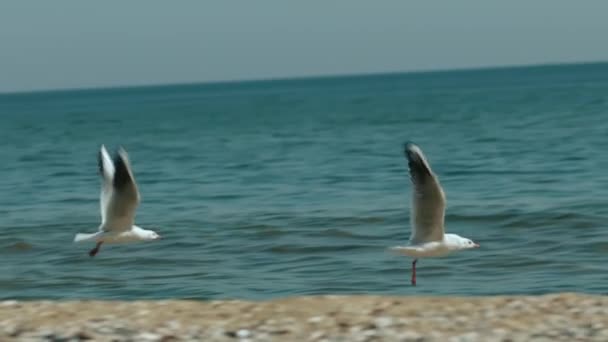 Seagulls Take Fly Shore Backdrop Beautiful Sea High Quality Footage — Stockvideo