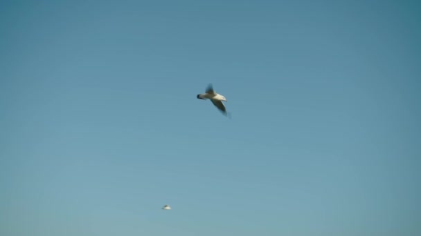 Seagull Flies Blue Sky Wild Seabird Flies High Sky Blue — Αρχείο Βίντεο