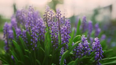 First spring flowers. Close-up. Natural floral spring background. High quality 4k footage