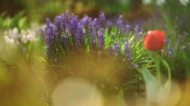  Beautiful blue spring forest flowers in the sun. First spring flowers. Magic rays of the sun sparkling through small inflorescences. Close-up. Natural floral spring background.4k