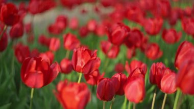 Bahçede rüzgarla sallanan kırmızı laleler, ilkbaharda güzel çiçekler....