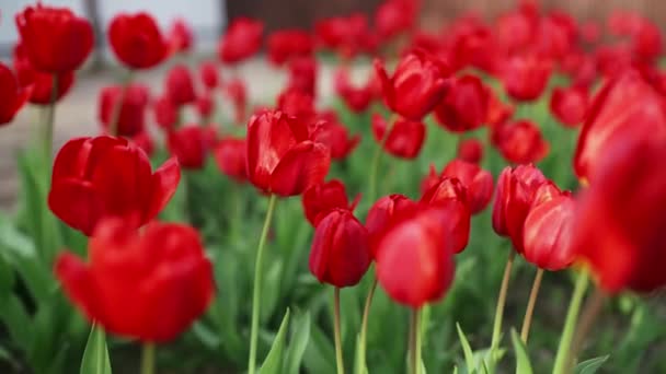 Tulipas Vermelhas Balançando Com Vento Jardim Belas Flores Primavera — Vídeo de Stock