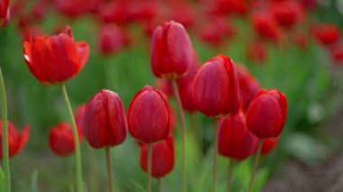 Close-up of red tulips in a flower bed with beautiful bokeh. Flowers in the wild. Flora. Spring flowers. High quality FullHD footage
