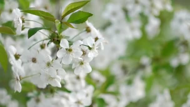 Flowering Fruit Trees Close Branch Blossoming Fruit Tree Sways Wind — Vídeos de Stock