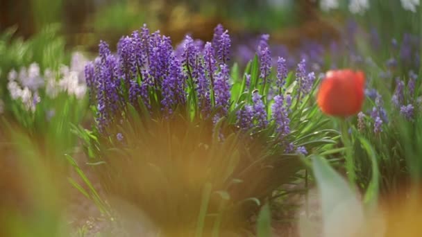 Beautiful Flower Landscape Amazing Bulbous Flowers Green Home Garden Flower — Vídeos de Stock