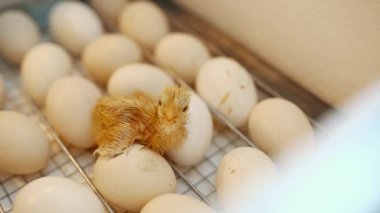Hatching a chick from an egg in an incubator. Incubator for poultry production with eggs inside. Poultry farming and breeding of chickens. High quality 4k video shooting