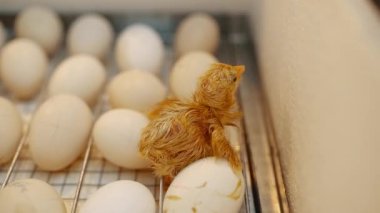 Hatching a chick from an egg in an incubator. Incubator for poultry production with eggs inside. Poultry farming and breeding of chickens. High quality 4k video shooting