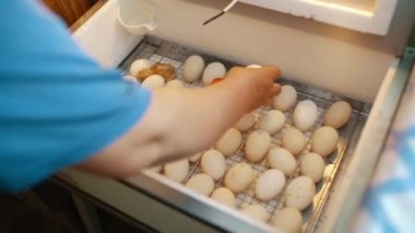 A womans hand turns over eggs lying in a home incubator.Poultry and chicken breeding.High quality 4k footage