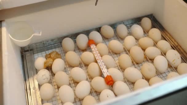 Курица Ползает Инкубаторе Рядом Яйцами Рождение Новой Маленькой Жизни Птица — стоковое видео