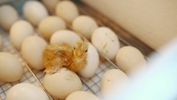 Вытаскивать Цыпочку Яйца Инкубаторе Инкубатор Производства Птицы Яйцами Внутри Птицеводство — стоковое видео