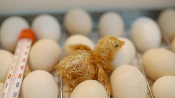 Небольшой Влажный Новорожденный Цыпленок Недавно Вылупившийся Ползает Рядом Яйцами Домашнем — стоковое видео