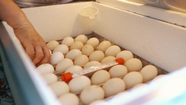 Incubator Production Domestic Poultry Eggs Womans Hand Turns Inspects Eggs — 图库视频影像