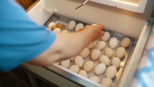 Женщина Вручную Переворачивает Яйца Лежащие Домашнем Инкубаторе — стоковое видео