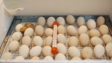 The chicken crawls in the incubator near the whole eggs. The birth of a new little life. Poultry and household. High quality 4k footage