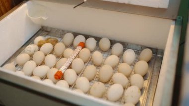 The chicken crawls in the incubator near the whole eggs. The birth of a new little life. Poultry and household. High quality 4k footage