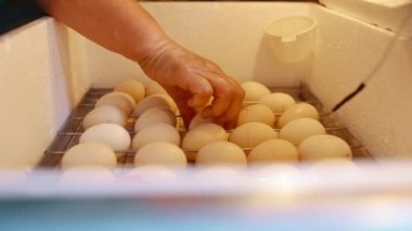 Incubator for the production of domestic poultry with eggs inside. A womans hand turns over and inspects eggs in an incubator. Home poultry farm. High quality 4k footage
