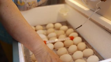 Incubator for the production of domestic poultry with eggs inside. A womans hand turns over and inspects eggs in an incubator. Home poultry farm. High quality 4k footage