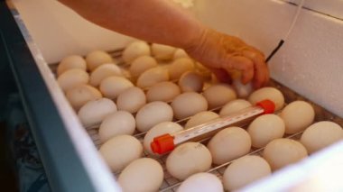 A womans hand turns over eggs lying in a home incubator.Poultry and chicken breeding.High quality 4k footage