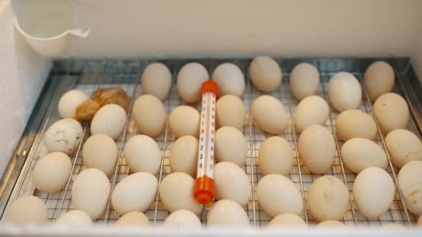 Chicken Crawls Incubator Whole Eggs Birth New Little Life Poultry — Stok video