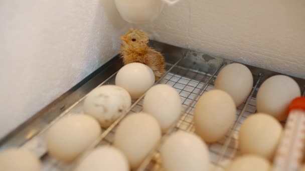 Hatching Chick Egg Incubator Incubator Poultry Production Eggs Poultry Farming — Vídeo de Stock