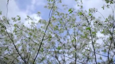 The branches of flowering fruit trees in the garden sway in the wind. Blooming spring garden of fruit trees. White spring flowers. High quality FullHD footage