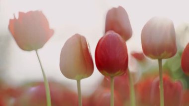 Red tulips in a flower bed with a blurred background.The tulip bud sways in the wind. Flowerbed in the garden. Floral background.Beautiful bokeh.Gardening outdoors. High quality FullHD footage