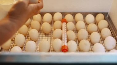 Incubator for the production of domestic poultry with eggs inside. A womans hand turns over and inspects eggs in an incubator. Home poultry farm. High quality 4k footage