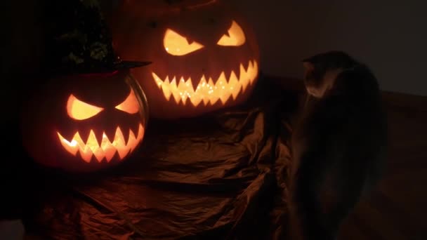 Katten Sniffar Halloween Pumpor Med Snidade Ansikten Och Ljus Inuti — Stockvideo