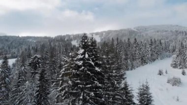 Dağlardaki kış manzarası, hava manzarası, 4k drone. Ağaçlar karlar içinde çayırlaşır.