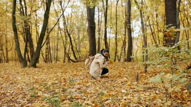 Young Woman Picking Yellow Maple Leaves Autumn Park Autumn Forest — Stock Video