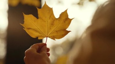 Bir kadın elinde düşmüş sarı bir akçaağaç yaprağını döndürüyor. Güneş ışınları yaprağın arkasından titreşiyor. Sonbahar havası. Temiz havada yürü. Yüksek kalite 4k görüntü