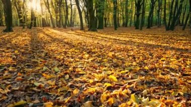 Parkta sonbahar manzarası. Kamera ileri gitsin. Güneşli bir sonbahar parkı ya da renkli ağaçları olan bir orman. Parkta sonbahar. Yüksek kalite 4k görüntü