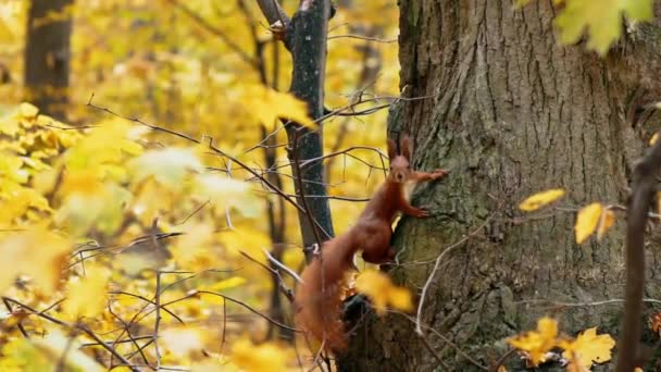 Écureuil Est Assis Sur Arbre Aux Feuilles Jaunes Sur Fond — Video