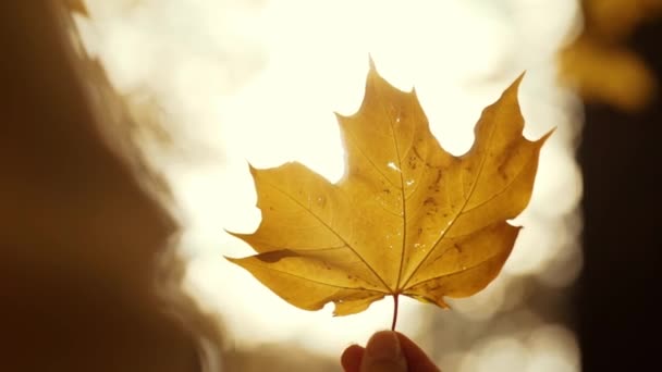一个女人把手中的一片黄色落叶旋转着 阳光从叶子后面闪烁着 秋天的心情在新鲜的空气中散步 高质量的4K镜头 — 图库视频影像