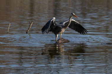 Balıkçıl, diğer adıyla gri balıkçıl, Brgerpark Braunschweig 'deki birçok göletten birinde görülebilir.. 
