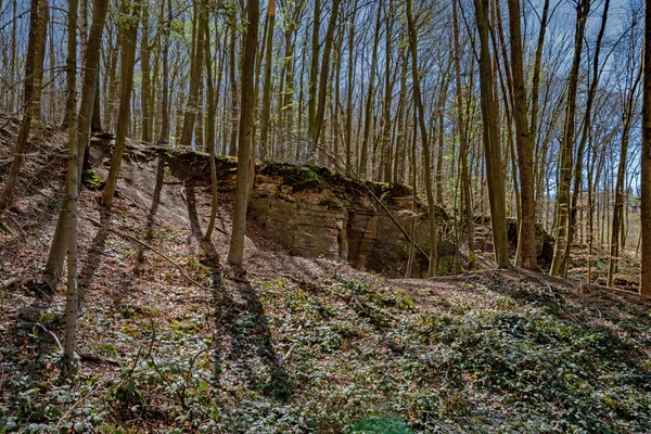 Sandstone Rocks Known Harz Foothills Forest Laves Culture Trail — Photo