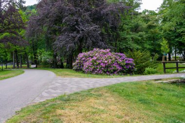Rhododendron blht I Frhling a einer Weggabelung im Kurpark von Bad Harzburg.