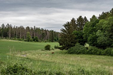 Ormandaki görkemli dağ manzarası.
