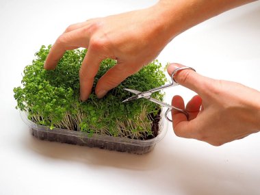 Büyüyen mikroyeşil. Mikroyeşil krep salatası. Mikro yeşil yaprakları makasla kesiyorum. İzole et. Beyaz arka planda mikroyeşil. Sağlıklı beslenme.