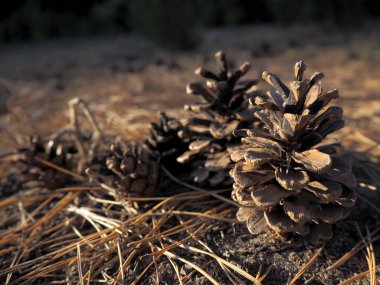 Çam kozalakları ormanda, iğnelerden oluşan bir orman zemininde yatıyor. Kozalaklı orman. Ormanda yürü. Doğal güzellik..