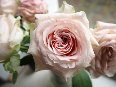 Pembe gül. Bir buket gül. Tatil için çiçekler. Gül çiçeğinin tıbbi özellikleri.