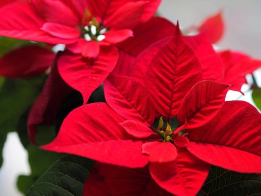 Home flower. A poinsettia flower stands by the window.
