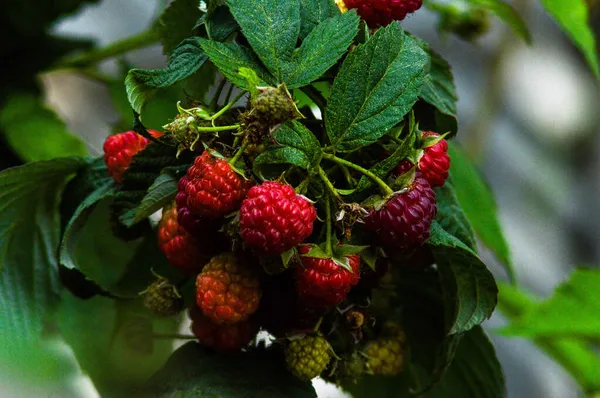 Rojo deliciosas frambuesas maduras en un arbusto —  Fotos de Stock
