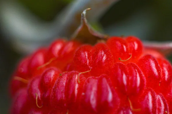 Ripe sweet red raspberry close-up in the country — Stock Photo, Image