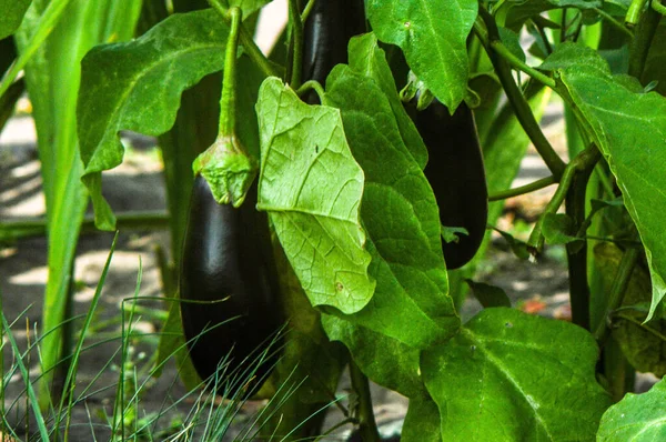 Mörkblå mogen äggplanta i trädgården — Stockfoto