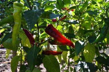 Bahçede, kırmızı acı biber dalında